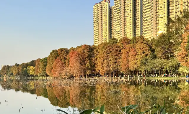 Shenzhen | Bald cypress trees at Honghu Park - Miss it and you'll have to wait a year