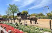 上海野生動物園超詳細攻略看這篇就夠啦！