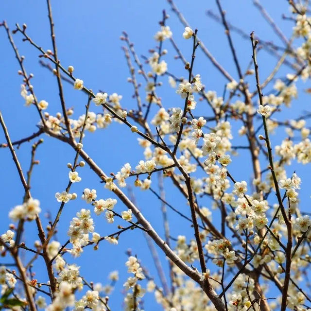廣東人專屬「雪」景  週末好去處！