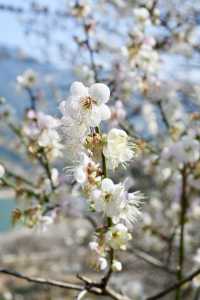 廣州周邊遊丨從化流溪香雪1.16實拍（附推薦）