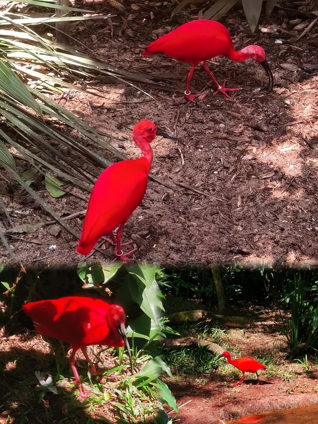 伊瓜蘇百鳥園