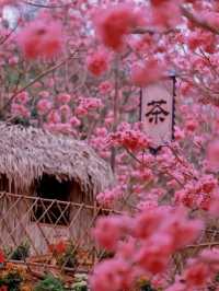 江門綠美生態園🌸漫山遍野风铃花海盛开