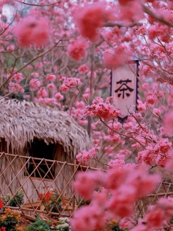 江門綠美生態園🌸漫山遍野风铃花海盛开