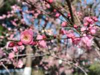 寧波中山公園遇上早春紅梅！