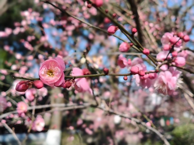 寧波中山公園遇上早春紅梅！