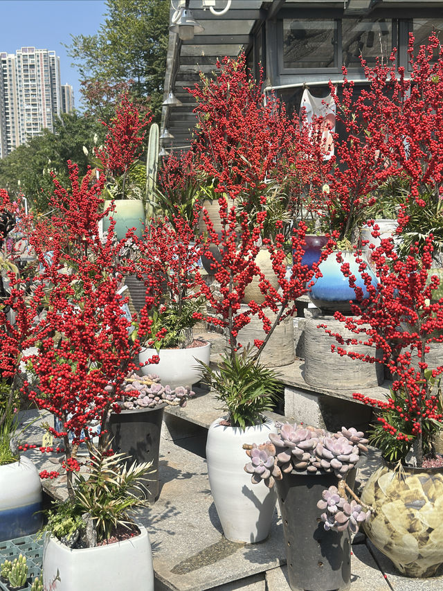 藏在石岩的絕美花木市場