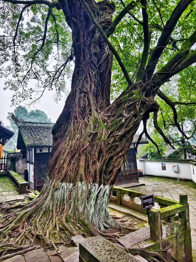 合川區     釣魚城景區-忠義祠