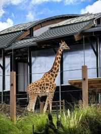 悉尼必打卡動物園｜塔龍加動物園，附超全攻略