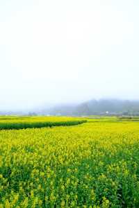 貴州萬峰林千畝油菜花