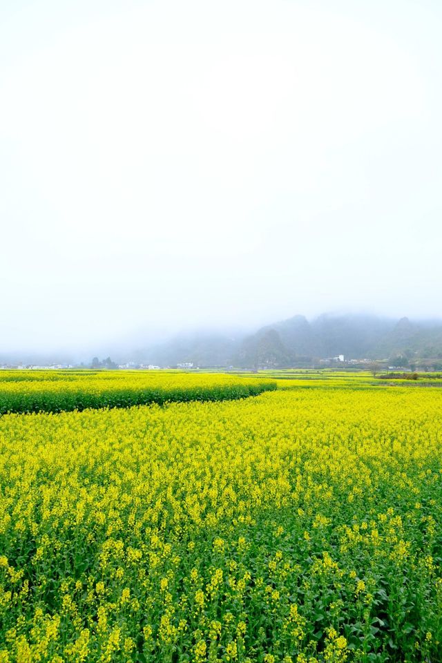 貴州萬峰林千畝油菜花