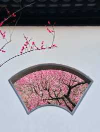 南京Ⅰ金陵冬春交替之時，是梅花編織的綺夢