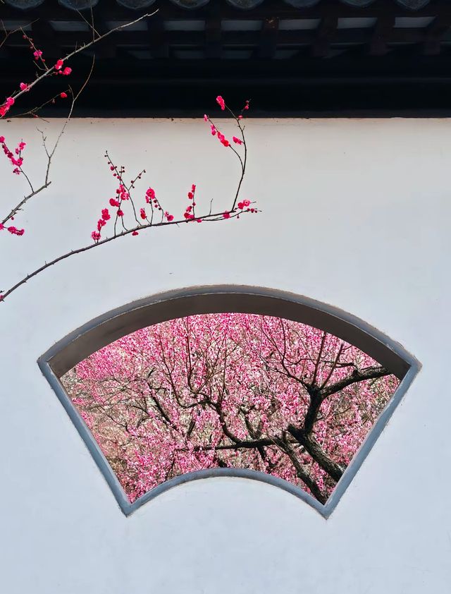 南京Ⅰ金陵冬春交替之時，是梅花編織的綺夢