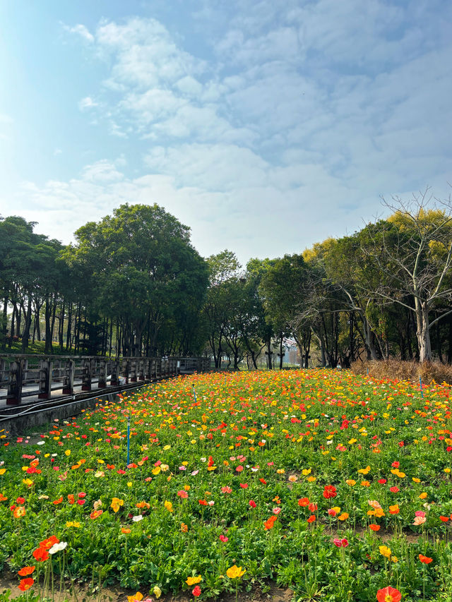 地鐵直達｜佛山賞花一日遊攻略