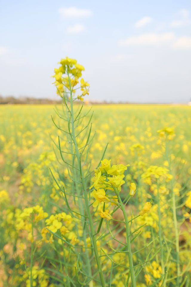 建水三月,去雙龍橋睇油菜花海 建水三月,去雙龍橋睇油菜花海