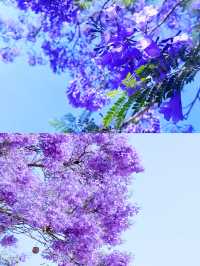 西昌，藍花楹盛放，你準備好享受浪漫了嗎
