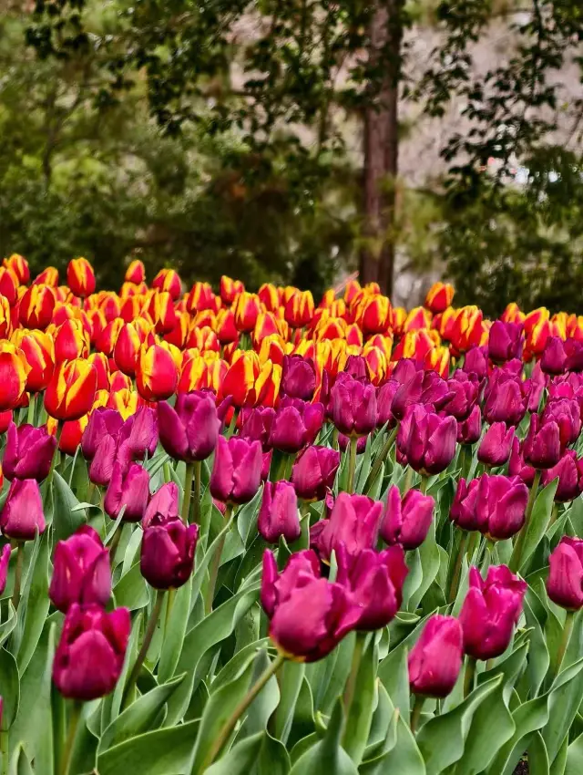 杭州受罪已回，3 月真不建議去