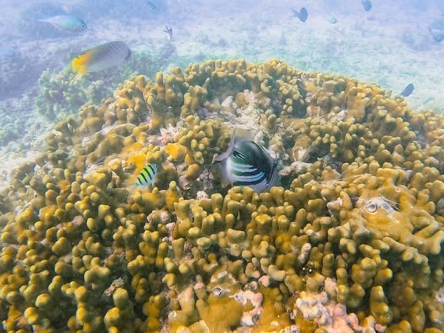 馬爾代夫·丹格迪島 | 探索夢幻水底浮潛區！