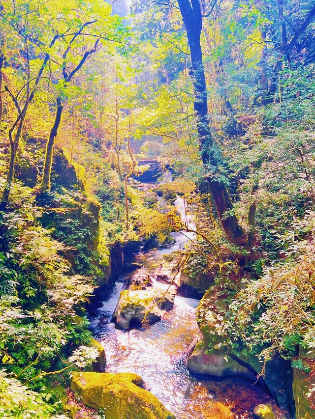 哀牢山林秀，翠谷韻長留，野趣意悠悠