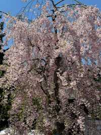 去中島公園赴一場櫻花之約🌸