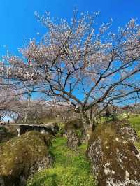 《鶴鳴山：春日青梅、秋季雲海，川西的季節限定浪漫！》
