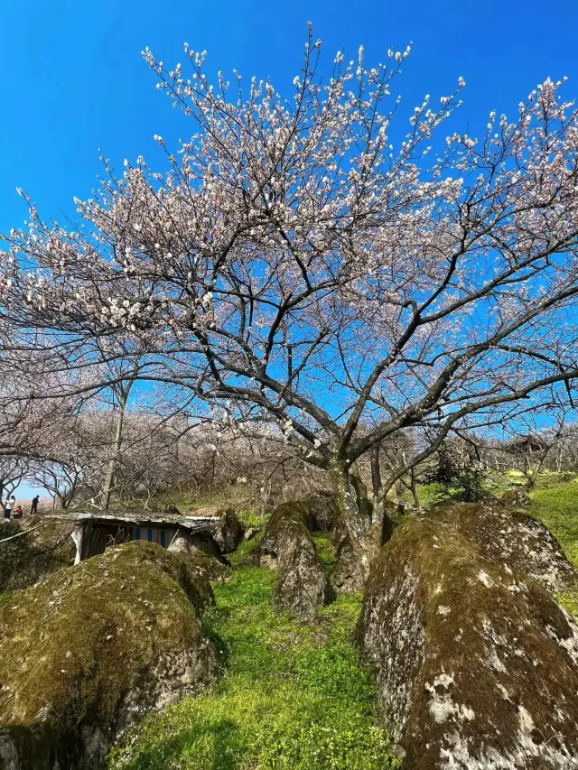 Heming Mountain: Spring Plum Blossoms, Autumn Cloud Seas, Sichuan's Seasonally Limited Romance!