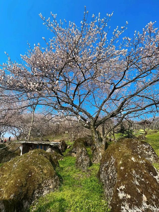 《鶴鳴山：春日青梅、秋季雲海，川西的季節限定浪漫！》