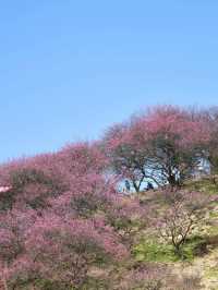 《鶴鳴山：春日青梅、秋季雲海，川西的季節限定浪漫！》