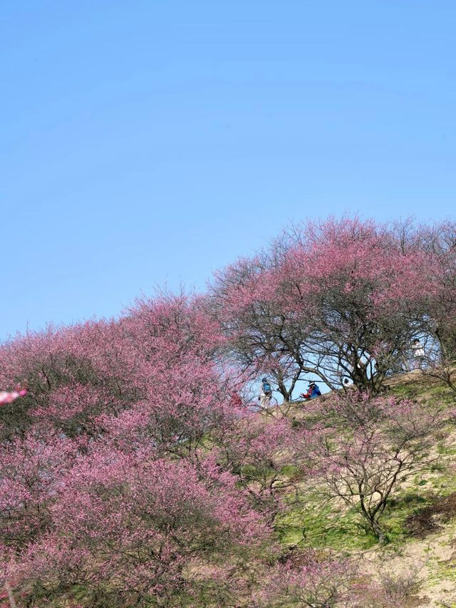 《鶴鳴山：春日青梅、秋季雲海，川西的季節限定浪漫！》