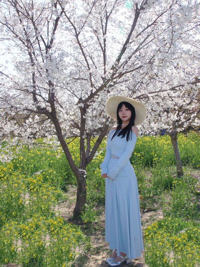 春日序曲油菜花開了