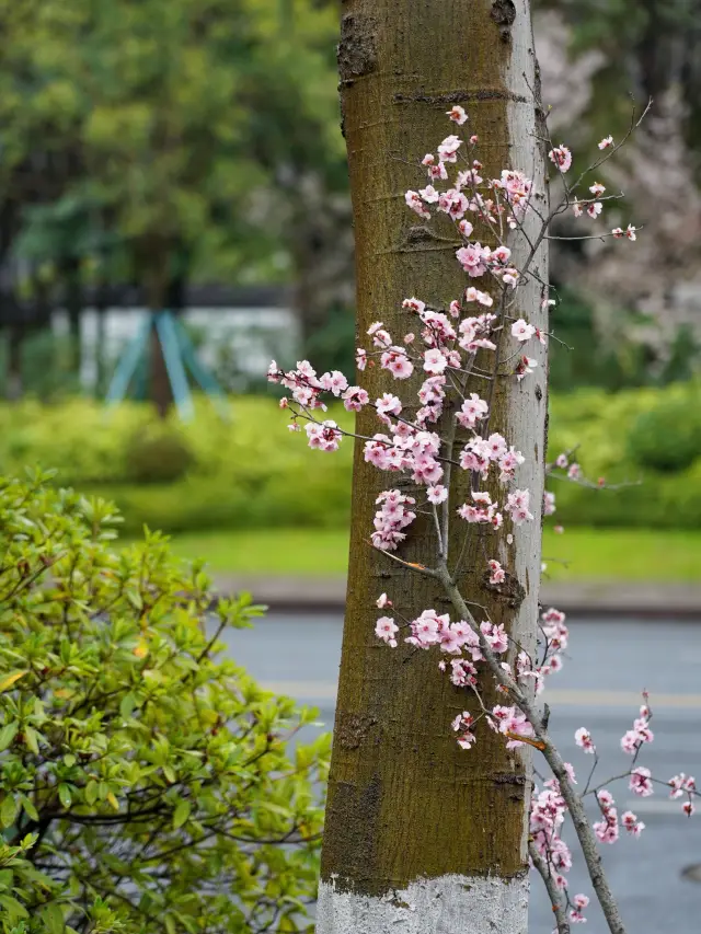 Hangzhou Peach Blossom Viewing | The peach blossoms at Xianghu Lake Yuefeng Tower are stunning