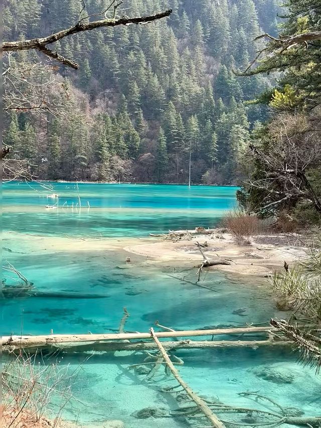 成都-九寨溝帶娃遊 輕鬆玩轉全攻略必備收藏