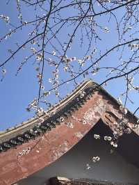 紫竹院賞山桃花～