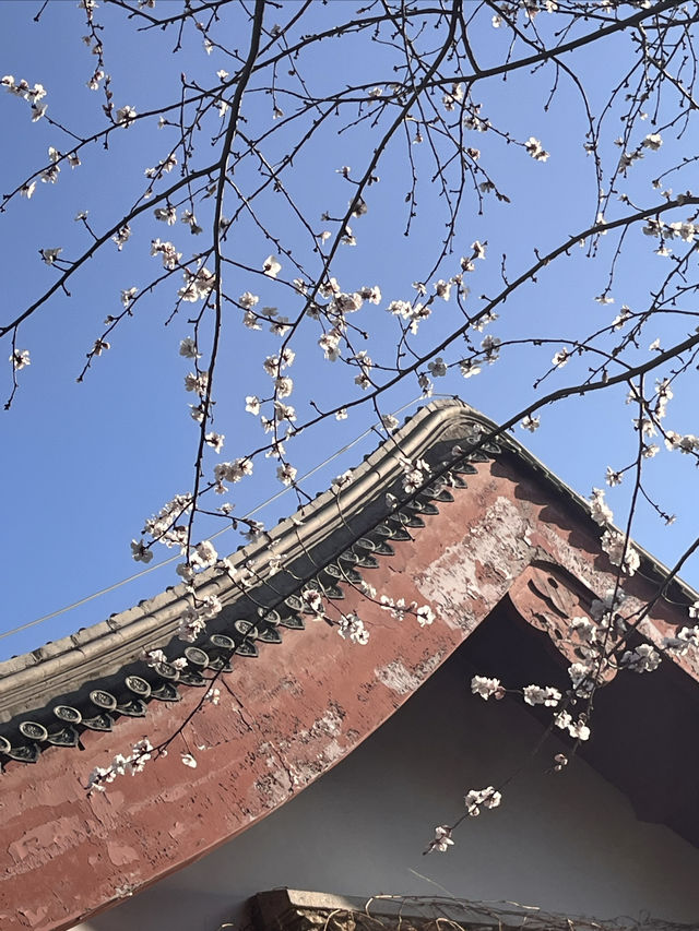 紫竹院賞山桃花～
