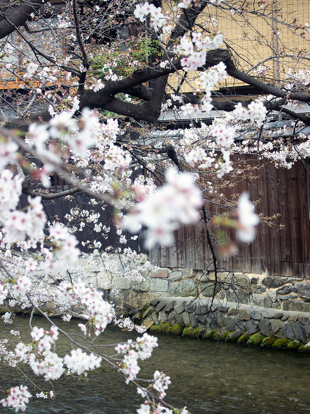 Discover 13 Stunning Cherry Blossom Spots in Kyoto for 2025