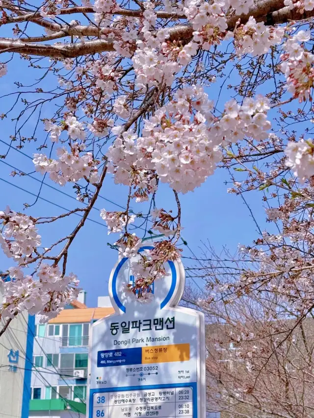ความทรงจำเก่าแก่ที่นัมโพ, แสงสว่างที่ลอยอยู่ในสายฝนซากุระ