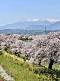 白石川畔，千櫻夢幻行