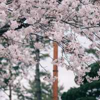 🌸釜山限定！交换春天計劃，邂逅浪漫櫻花大道