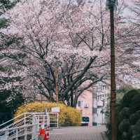 🌸釜山限定！交换春天計劃，邂逅浪漫櫻花大道