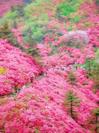 Hidden flower sea in Guizhou! Dujuan Lake spring guide