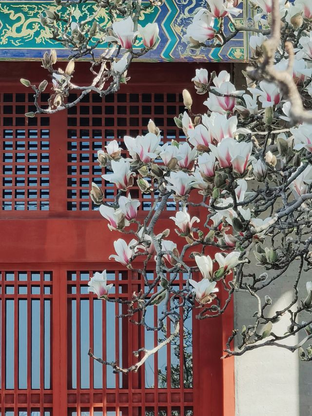 北京｜普渡寺蘭花盛開 景美人少還免費的賞花地