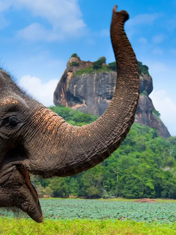 7-Day Visa-Free Tour of Sri Lanka: Discover Island Paradise