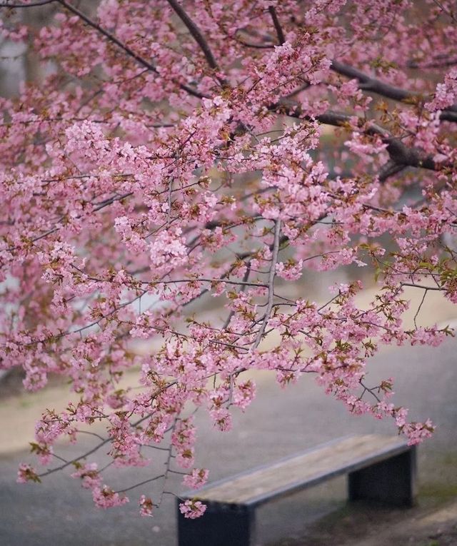 2025春日漫遊指南：上海辰山植物園「花海×美食」全維攻