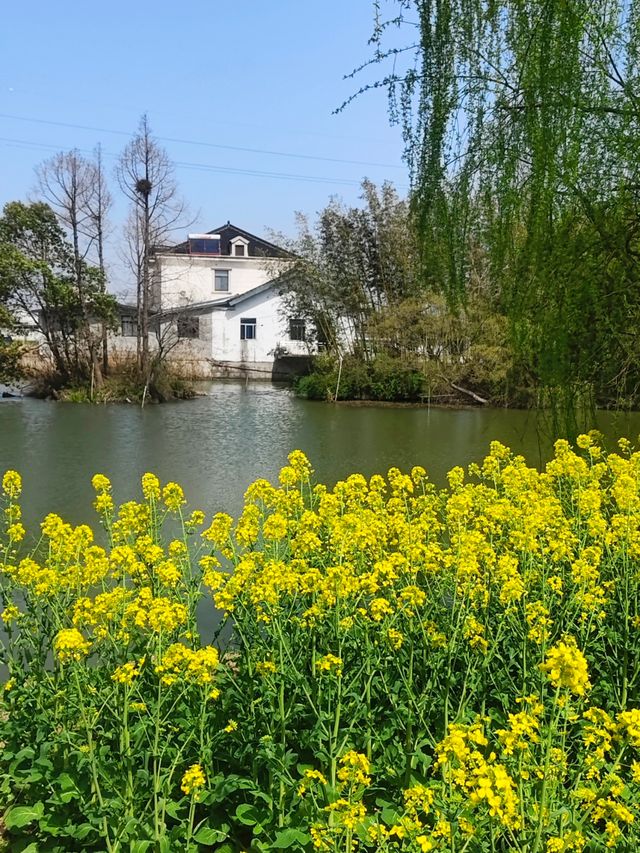 蘇州太倉沙溪春行