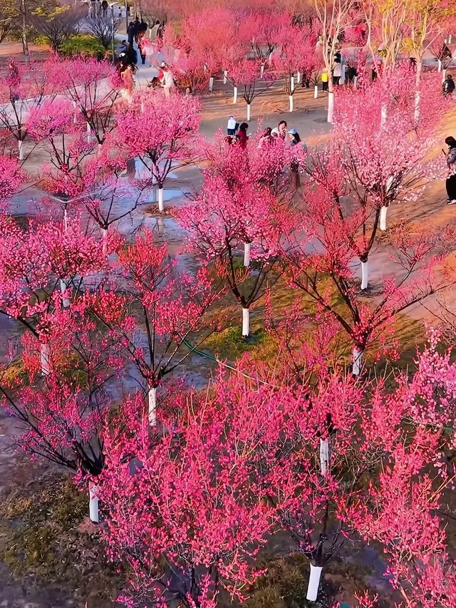 西流湖公園：梅香四溢嘅冬日詩意