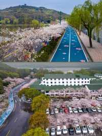 邂逅櫻花山莊，沉醉太湖之畔的詩意時光
