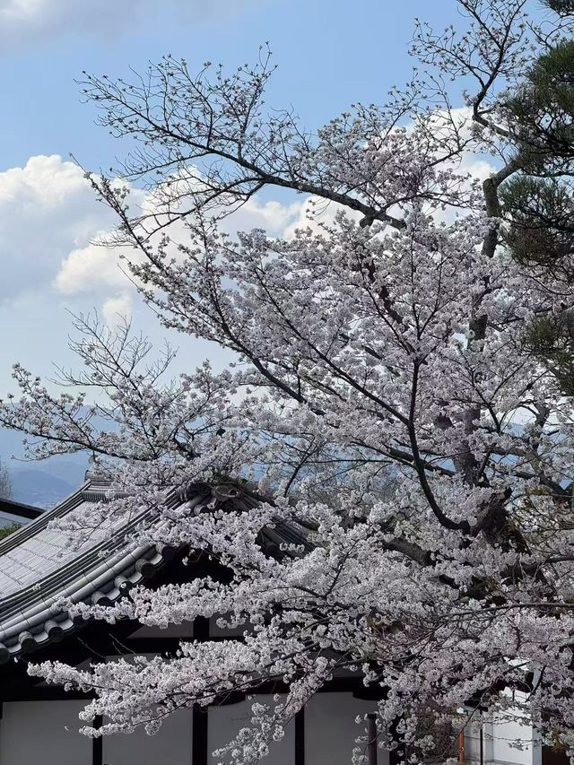 穿和服與「舞姬」共舞的粉色奇緣