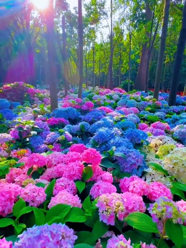 貴州桔鄉花海：繡球花編織的夢幻仙境