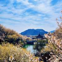 🌸 Springtime Magic at Dalao Cherry Blossom Valley