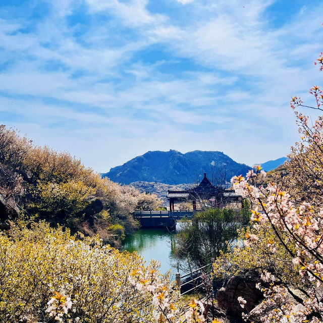 🌸 Springtime Magic at Dalao Cherry Blossom Valley