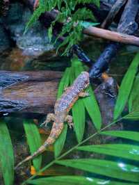 新加坡動物園會懲罰每一個唔做攻略嘅人